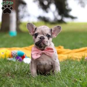 Lottie, French Bulldog Puppy
